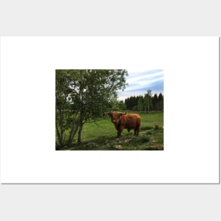 Scottish Highland Cattle Bull 1761 Posters and Art